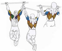какие мышцы работают при подтягивании